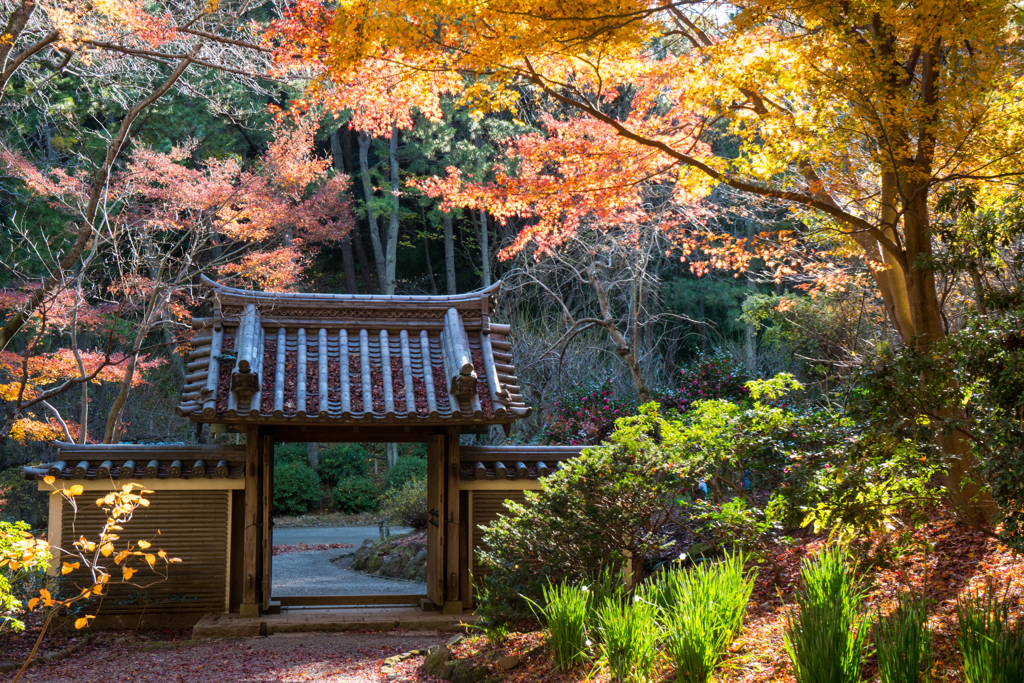 横浜三渓園の紅葉