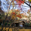 横浜三渓園の紅葉