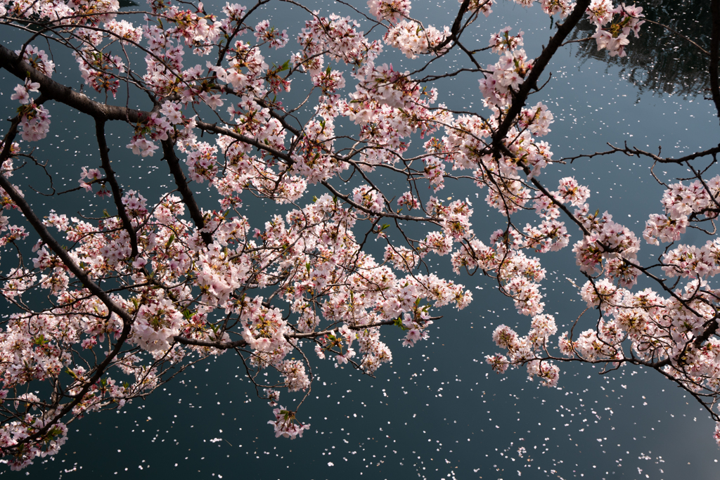 港ヨコハマ～大岡川の桜