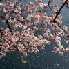 港ヨコハマ～大岡川の桜