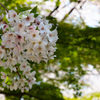 九品仏の桜