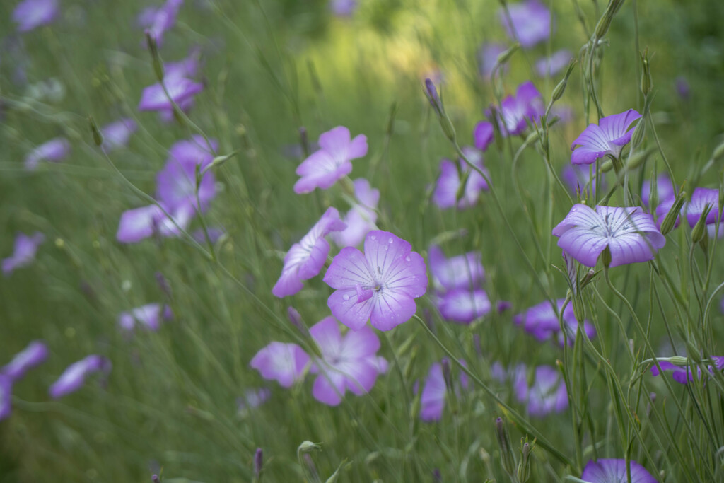 新緑の花畑