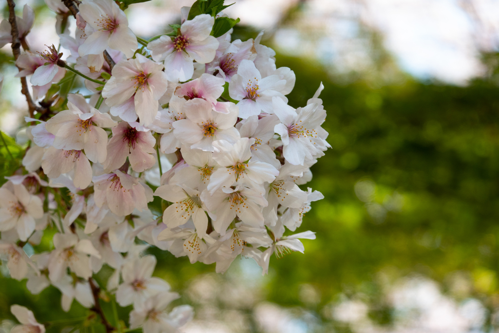 九品仏の桜