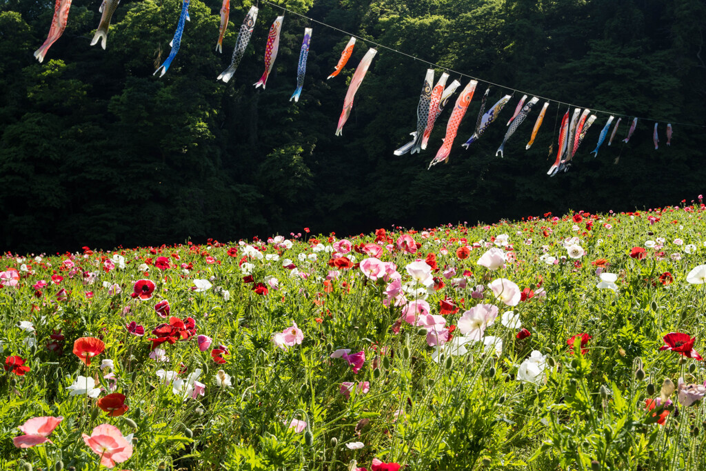 新緑の花畑