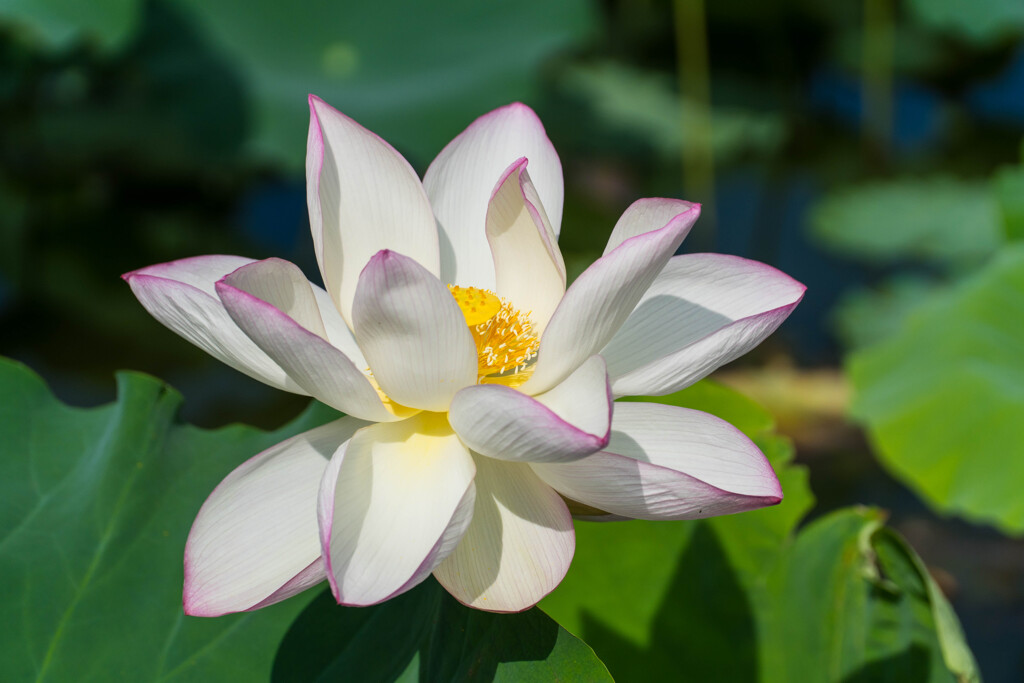 夏の日の蓮池散歩
