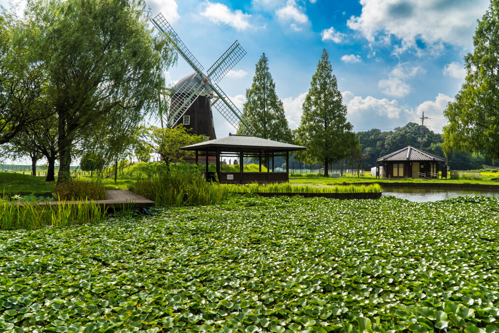 夏の日の蓮池散歩