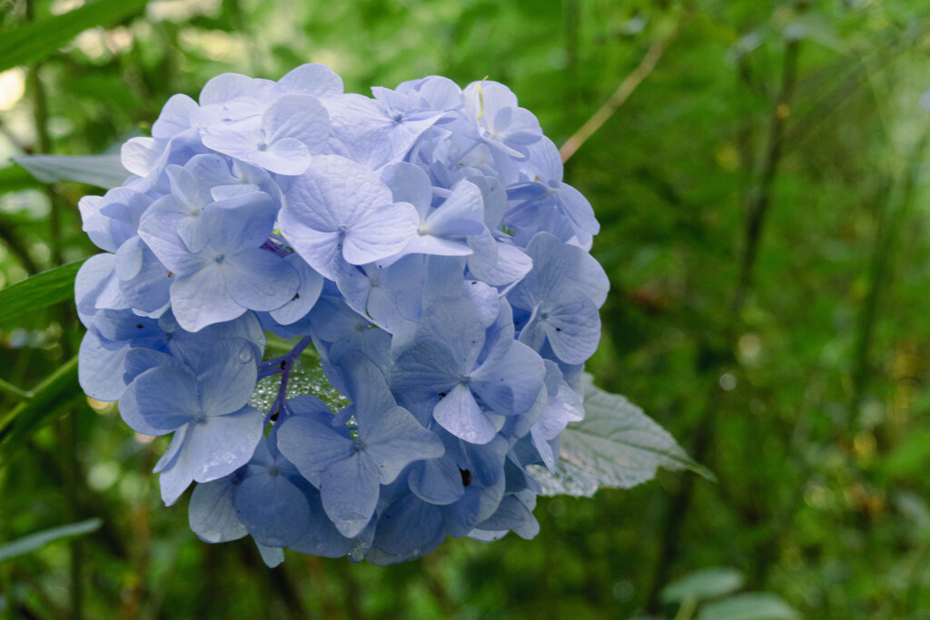 向暑の紫陽花