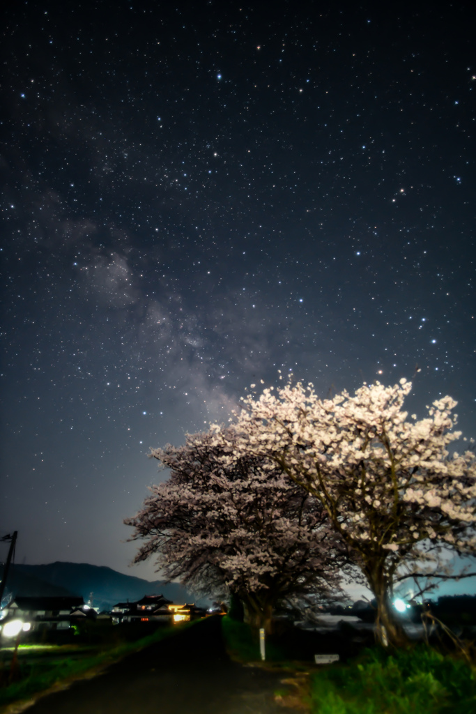 駆け足の桜