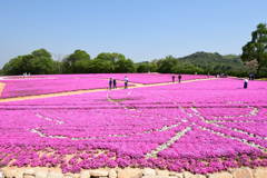 芝桜