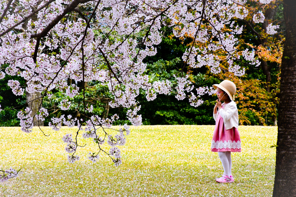 桜と女の子