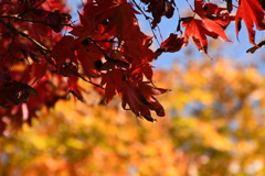 紅葉