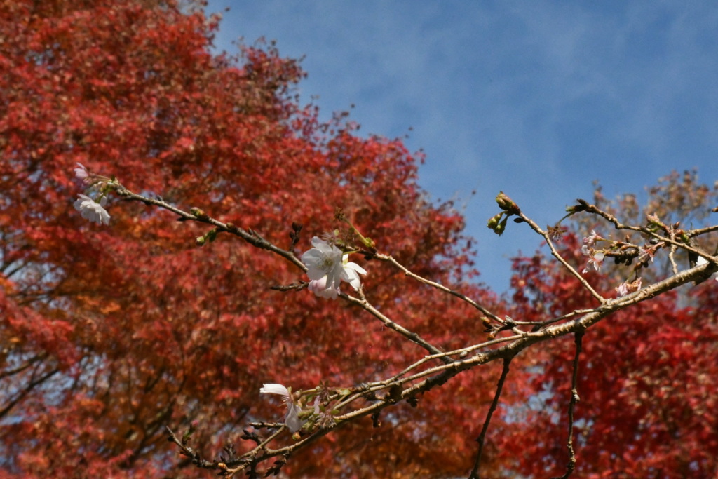 桜と紅葉2