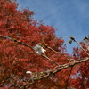 桜と紅葉2