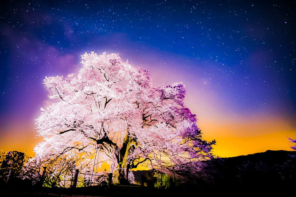 希望を望む櫻