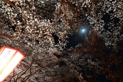 夜桜とブルームーン