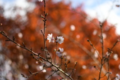 桜と紅葉