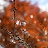 桜と紅葉