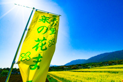菜の花まつり