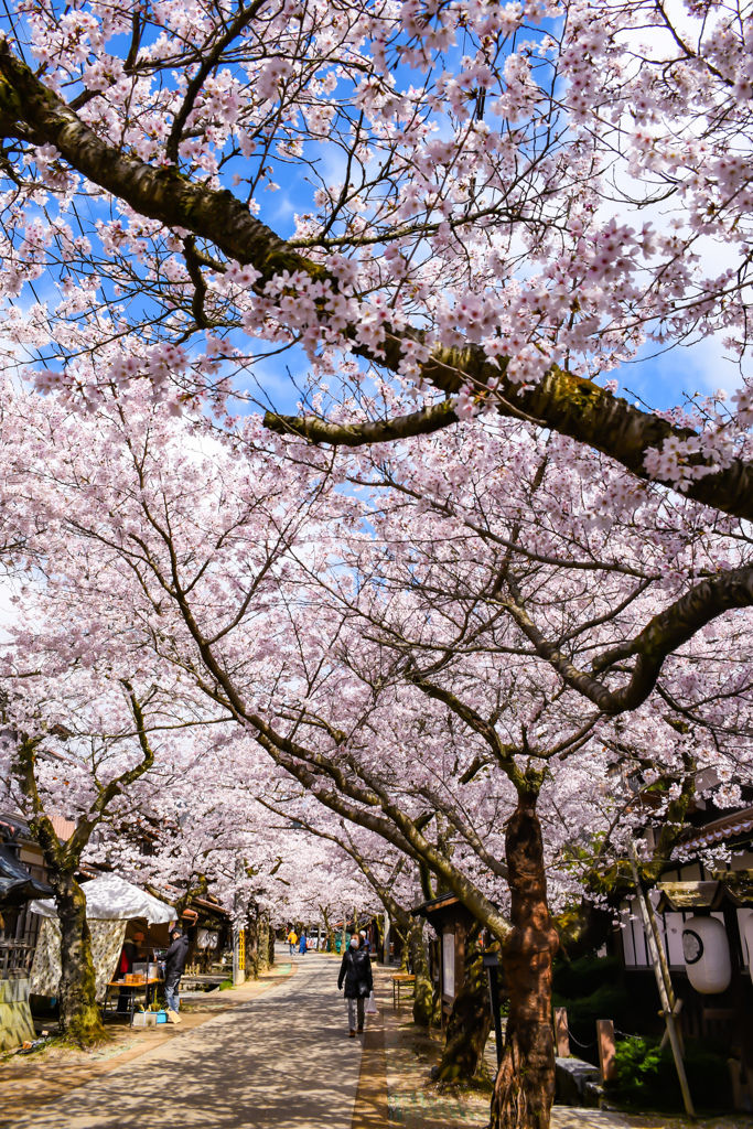 がいせん桜