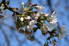 桜咲く