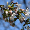 桜咲く