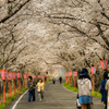 トンネル桜