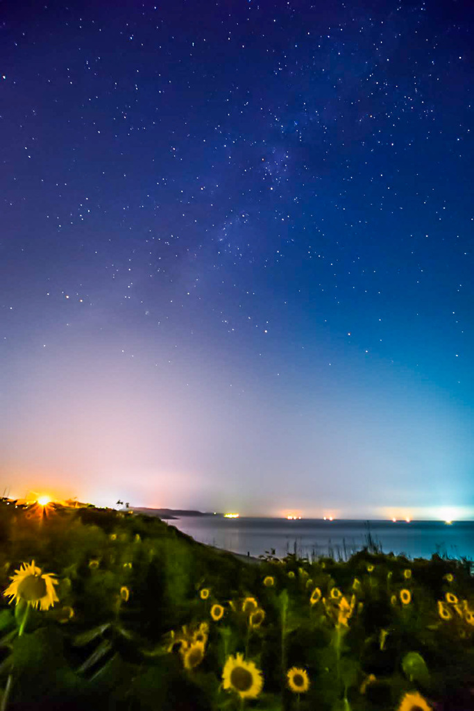 星も鳴く浜のヒマワリ畑