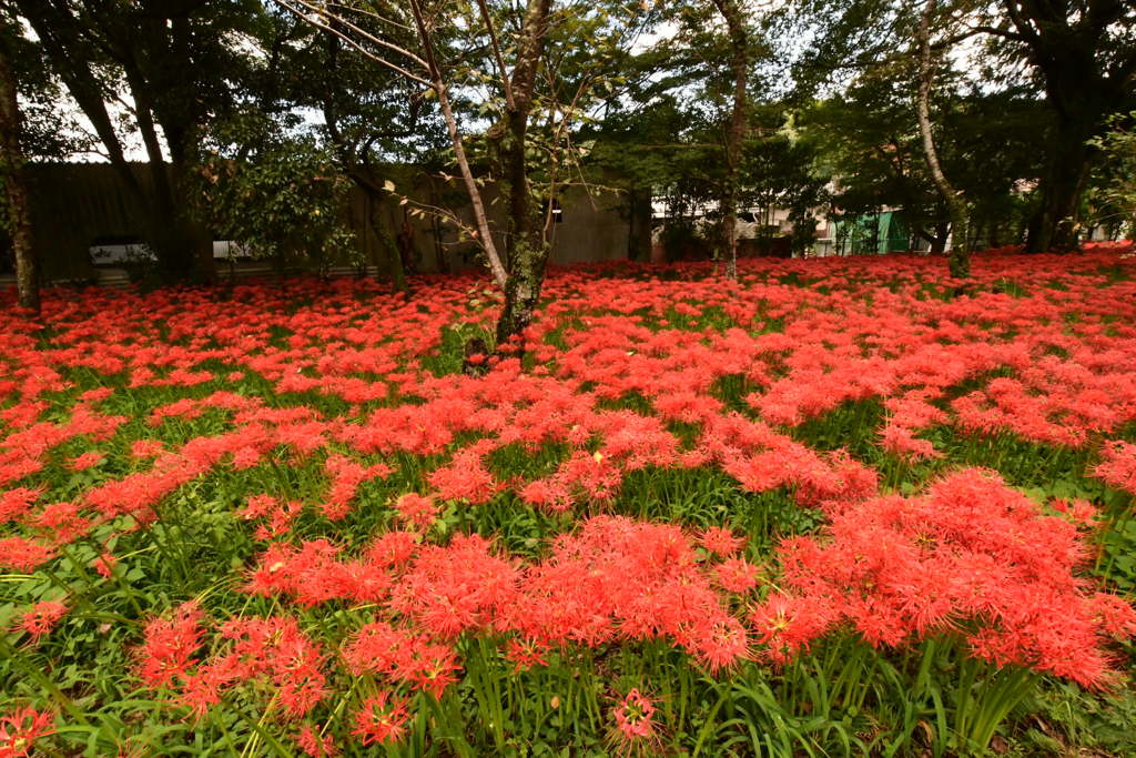 彼岸花