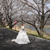 桜の花嫁