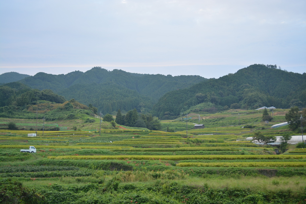 稲渕棚田