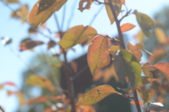 change leaves