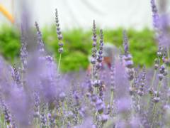 ラベンダー2