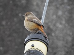 ジョウビタキ？