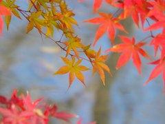 11.26もみじ狩り