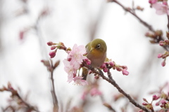 河津桜とメジロ