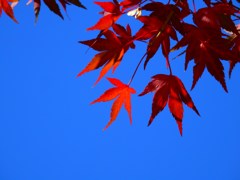 青空にもみじ！