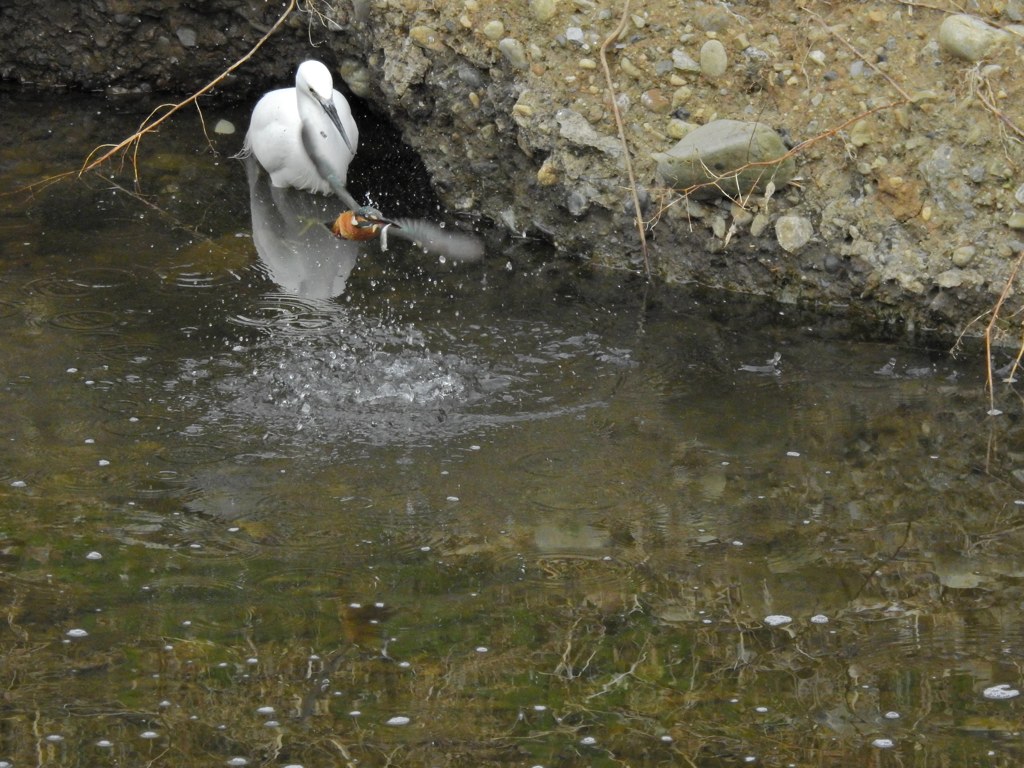 おサギにゲットだぜ！