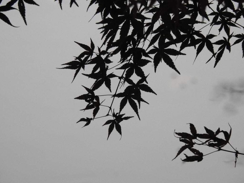 色づいてないモミジ