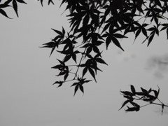 色づいてないモミジ