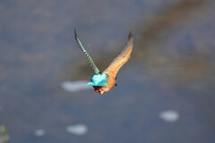 カワセミ特攻隊！