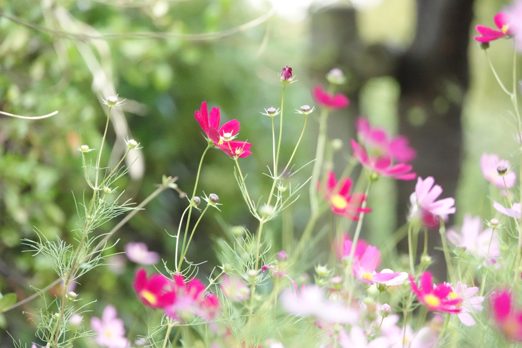コスモス