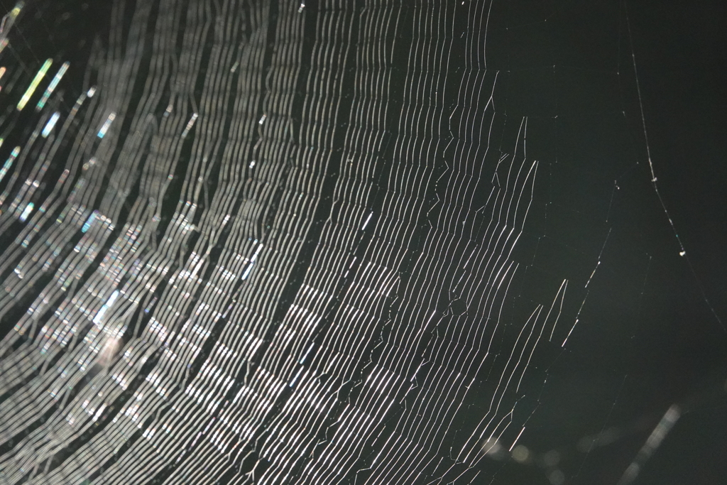 スパイダーハウス？