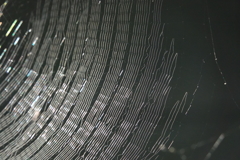 スパイダーハウス？