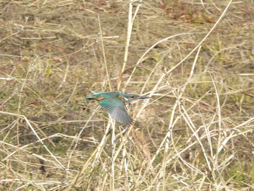 2018.0114 カワセミ君横っ飛び！