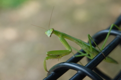 久しぶりに見たカマキリ！