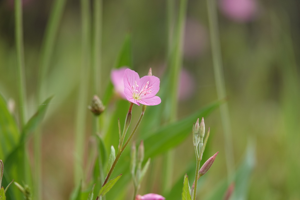 小さくてかわいい花です。
