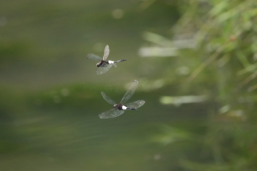 コシアキトンボ
