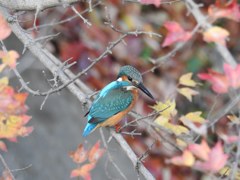 紅葉とカワセミ