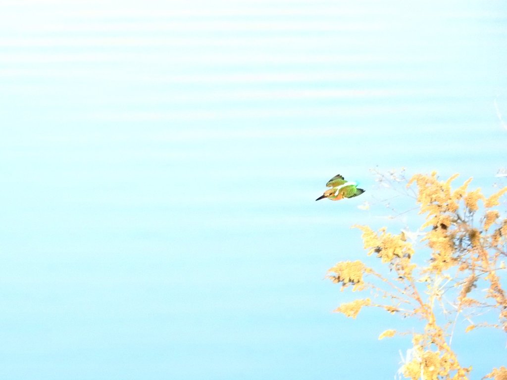 飛びもの挑戦中！