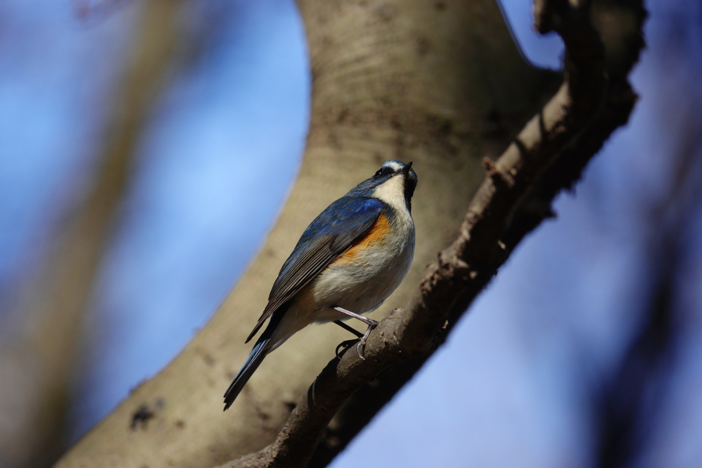 2023.02.26のルリビタキPart 3